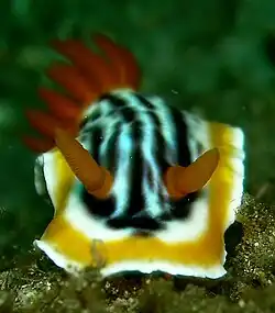 C. magnifica, vista de rinóforos. Bitung, Indonesia