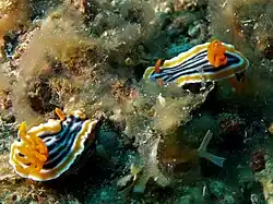 Pareja de C. magnifica en Timor Este