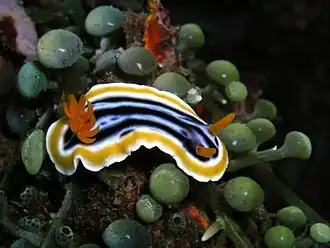 Chromodoris quadricolor