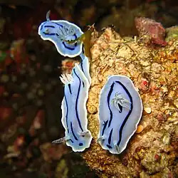 Chromodoris willani