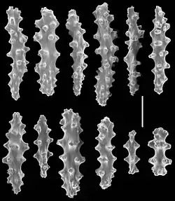 Escleritas de los pólipos de C. marki