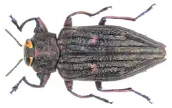 Chrysobothris chrysostigma
