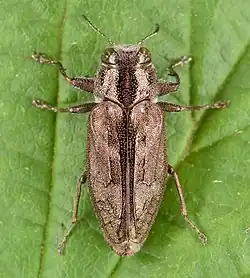 Chrysobothris cribraria