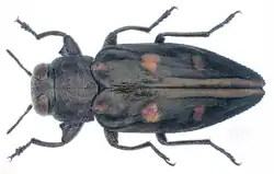Chrysobothris solieri