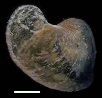 Opérculo curvo en un fondo negro.