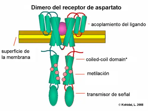 Domain structure of chemotaxis receptor for Asp