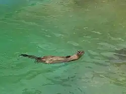 Chungungo nadando en Parque de las leyendas (Huachipa)