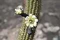 Detalle de la flor de Cipocereus minensis subsp. leiocarpus