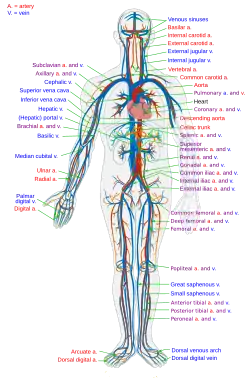 Insuficiencia circulatoria