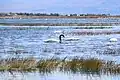 Cisnes de cuello negro en lago Argentino, Calafate
