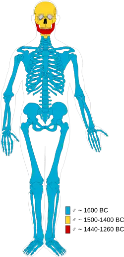 Composición de los huesos de la momia varón adulto de Cladh Hallan. Azul = varón adulto que data de 1600 a. C., amarillo = varón adulto que data de 1500 a 1400 a. C., rojo = varón adulto que data de 1440 a 1360 a. C. Según Jayd Hanna, Abigail S. Bouwman, Keri A. Brown, Mike Parker Pearson and Trence A. Brown (2012).