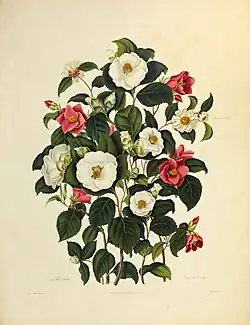 Camelias, flores blancas y rojas con hojas verdes.