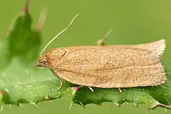 Clepsis consimilana