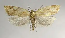 Clepsis pallidana
