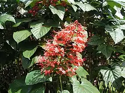 Clerodendrum paniculatum