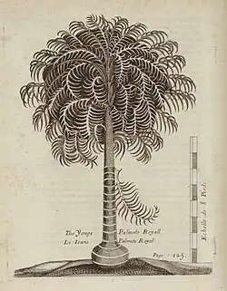 Le Ieune Palmite Royal Année de publication : 1674