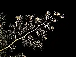Primer plano de un brazo de Gorgonocephalidae.