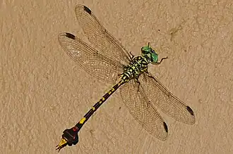 Paragomphus fritillarius