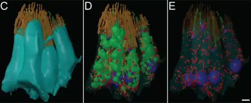 Reconstrucción 3D de un grupo aislado de Coanocitos: Superficie lateral en azul (en C). Microvellosidades en naranja Flagelos en verde (en E)