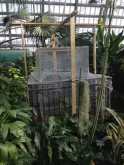 Semilla de coco de mar en incubación.