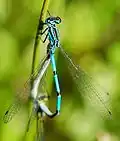 Coenagrion sp., "puella".