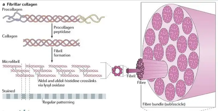 Microfibrilla, Fibrilla y Fibra de colágeno.