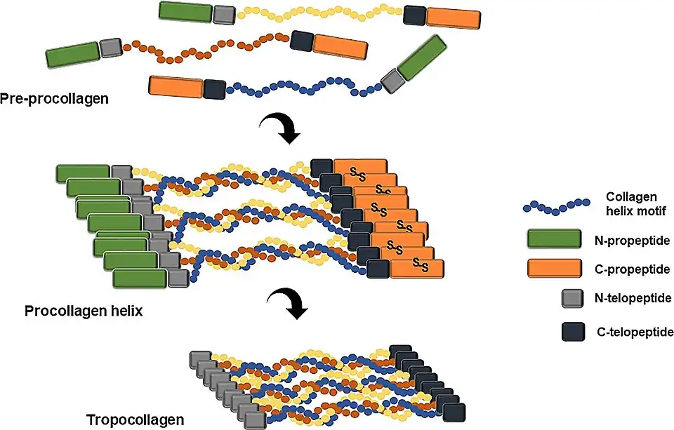 Proceso desde Pre-procolágeno Proto-colágeno (cadenas alfa) arriba, hasta Tropocolágeno.