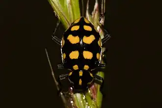 Variante Coleomegilla quadrifasciata octodecimpustulata.