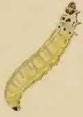 Larva