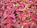 Coleus blumei