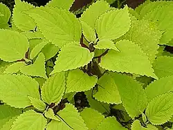 Cóleos verdes, nótese el envés de la hoja, y el tallo de color marrón oscuro