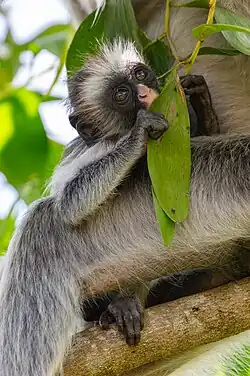 Individu consommant une jeune pousse