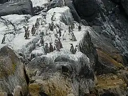 Colonia de pingüinos de Humboldt.