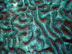 Detalle de pliegues y valles