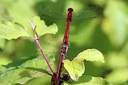 En tándem (macho Sympetrum sanguineum y hembra S. striolatum con abdomen rojo)