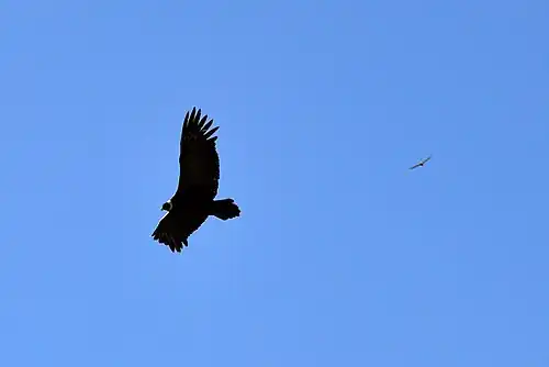 Cóndor en la provincia de Salta, Argentina