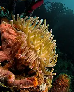 C. gigantea, variación amarilla con puntas rosa, Haití