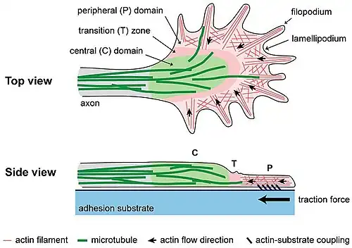 Cono de crecimiento neural, estructura. Arriba: vista superior. Abajo vista lateral. En verde los microtúbulos. En rojo los filamentos de actina.