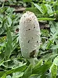 Coprinus comatus en Argentina. Ejemplar joven.