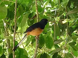 La ave Copsychus malabaricus.