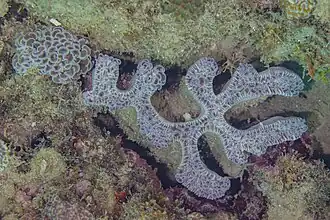 Colonia parcialmente retraída dejando ver el el esqueleto.