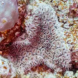 Colonia en el mar Rojo.