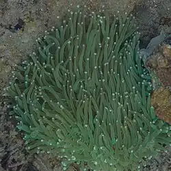 H. actiniformis en Filipinas.