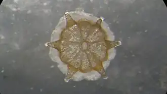 Pólipo de Leptastrea comenzando a secretar carbonato de calcio