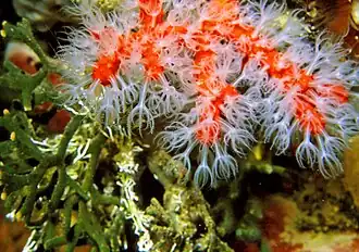 Coral rojo Corallium rubrum
