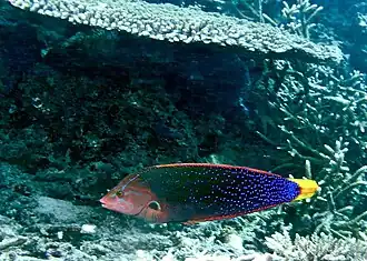 C. gaimard macho adulto en Sabah, Malasia