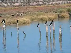 Cormoranes del bajo Guadalquivir (Doñana)