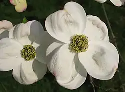 Cornus florida