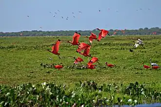 Humedal, Llanos Bajos