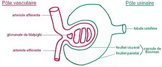 El glomérulo en rojo, la cápsula de Bowman en verde.